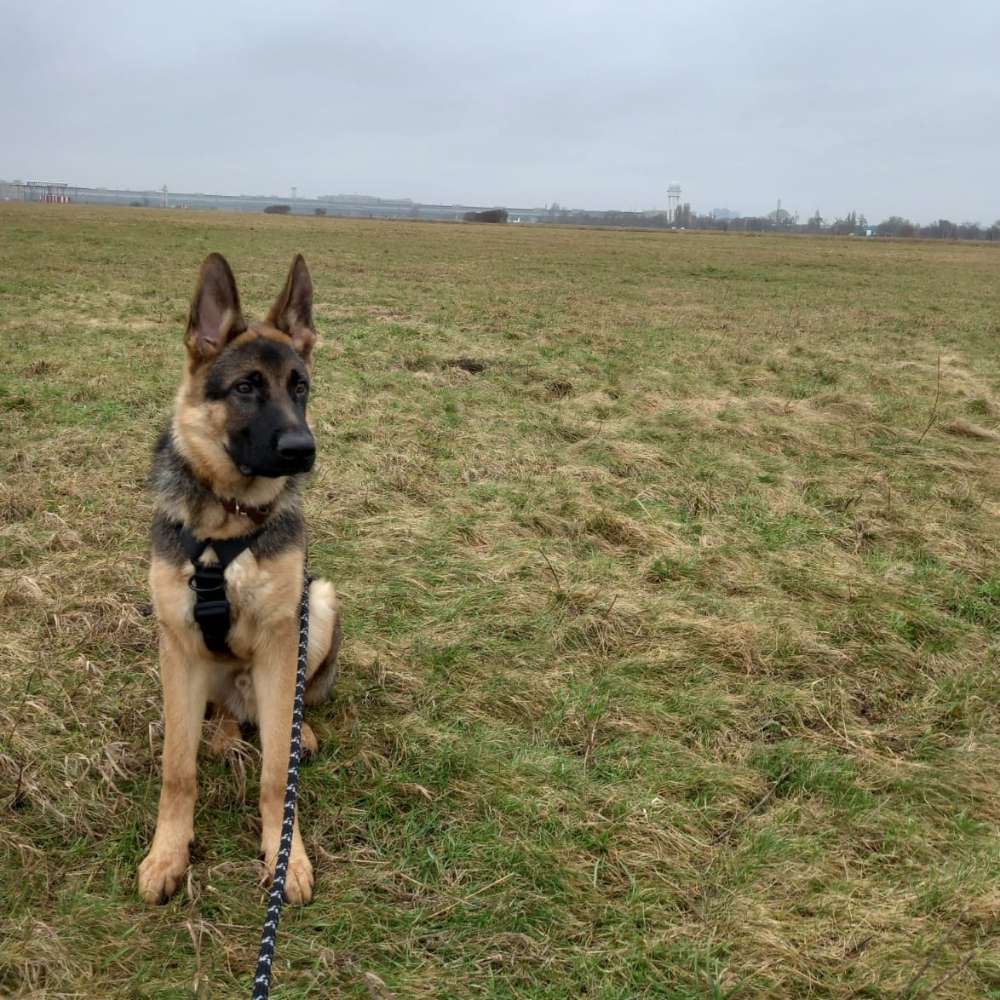 Hundetreffen-Hasenheide 6 Month Old Playmate-Profilbild