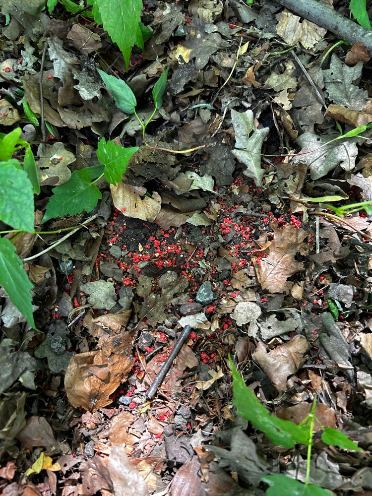 Giftköder-Rotes Granulat-Profilbild
