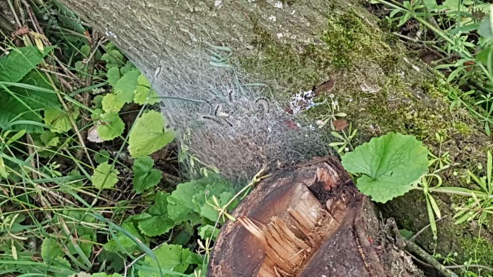 Giftköder-Eichenprozessionsspinner-Profilbild