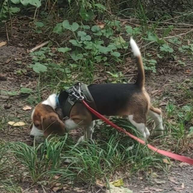 Hundetreffen-Nette Hundekontakte zum Spielen und Trainieren-Profilbild