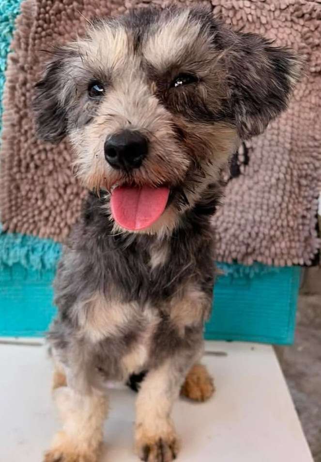 Hundetreffen-Tierschutz-Hündin Poppy sucht entspannte Spielgefährten! 🐾-Profilbild