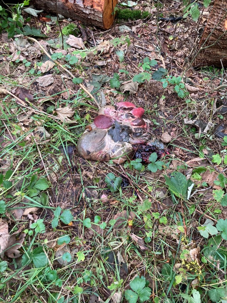 Giftköder-Tierinnereien-Profilbild