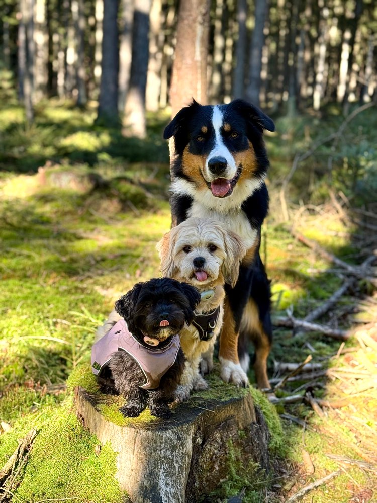 Hundetreffen-Gassi oder Spielen 🐶-Profilbild