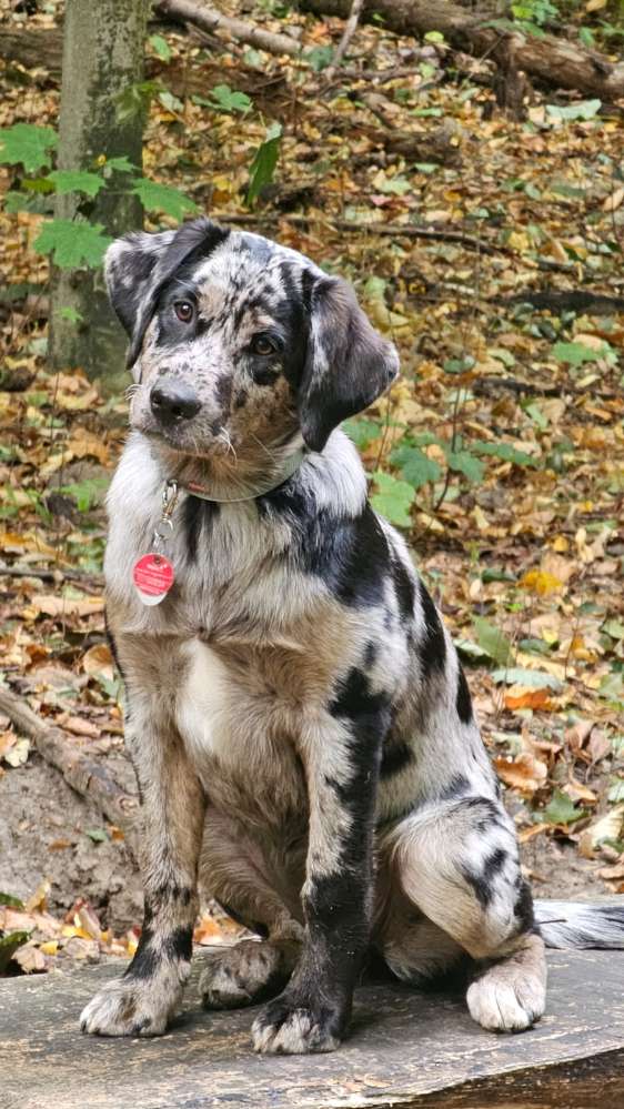 Hundetreffen-Spaziergänge und Spielen-Profilbild