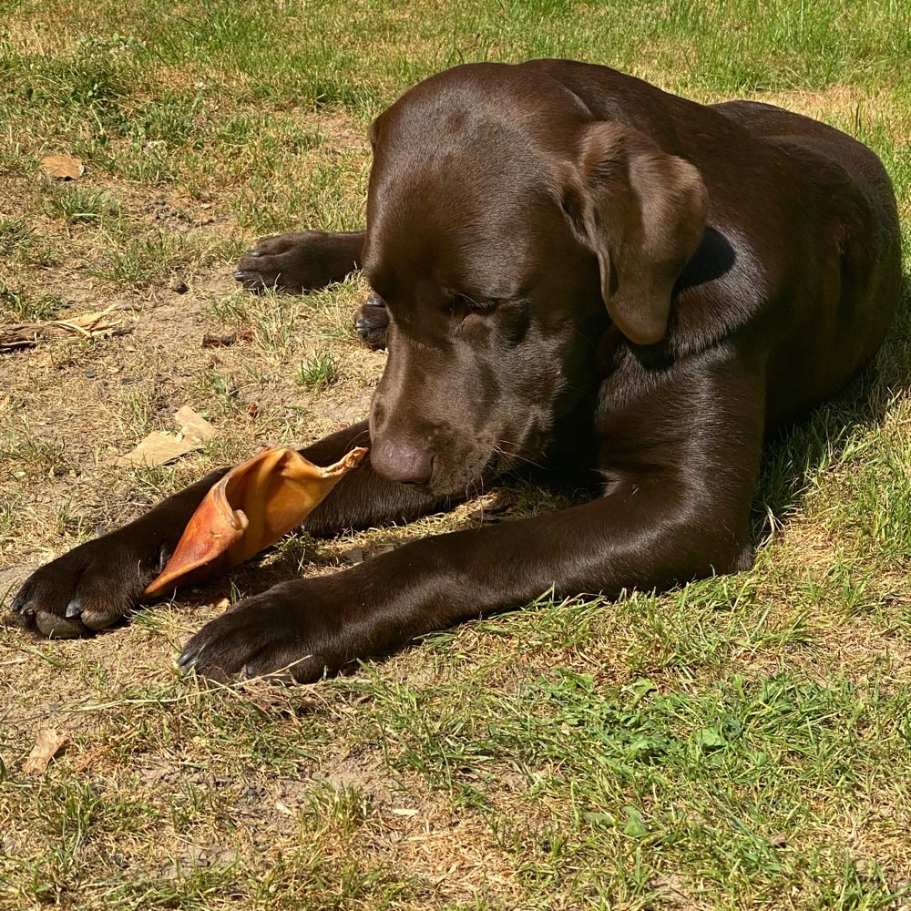 Hundetreffen-Spieltreffen für Bollerköpfe-Profilbild