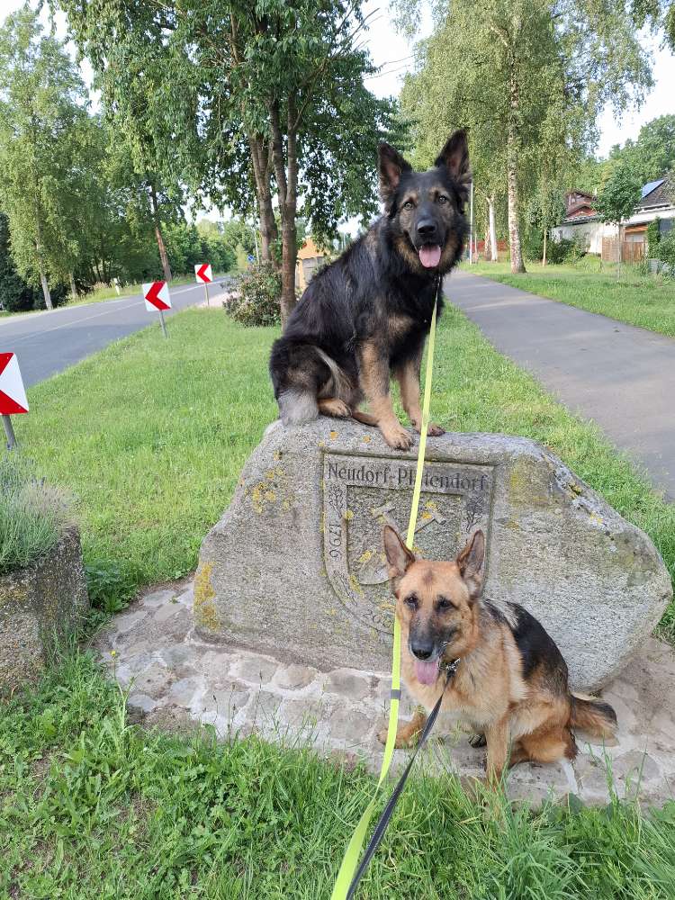 Hundetreffen-Nettes spazieren gehen-Profilbild