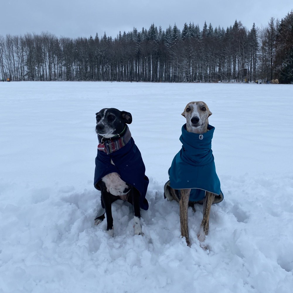 Hundetreffen-Spielgefährten für unser Rudel gesucht-Profilbild