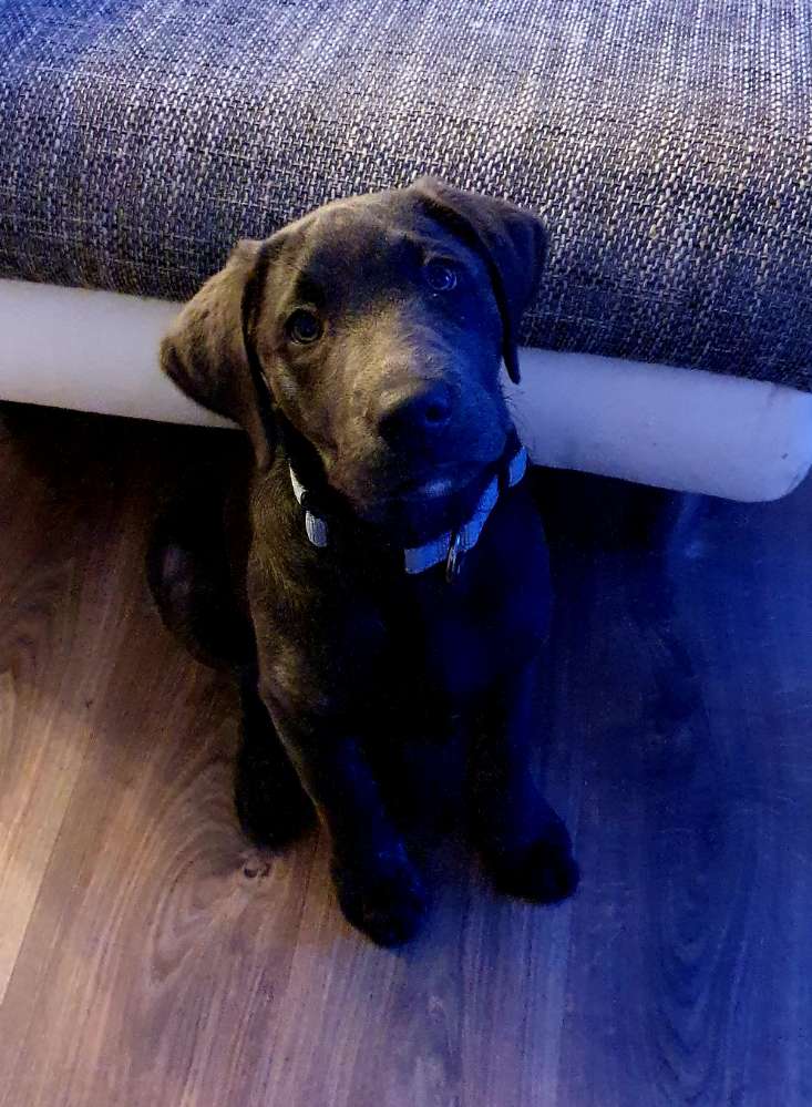 Hundetreffen-Trainingspartner gesucht-Profilbild