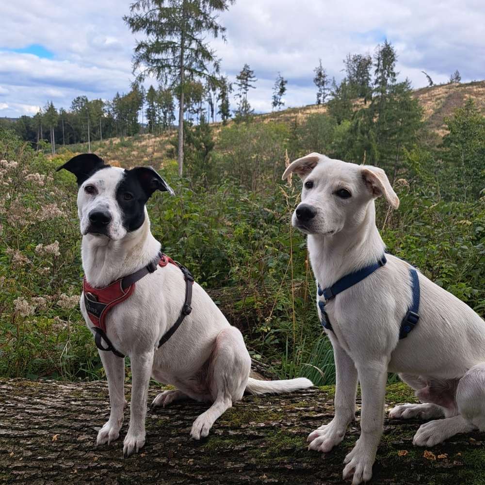 Hundetreffen-Gassi- / Spielrunde-Profilbild