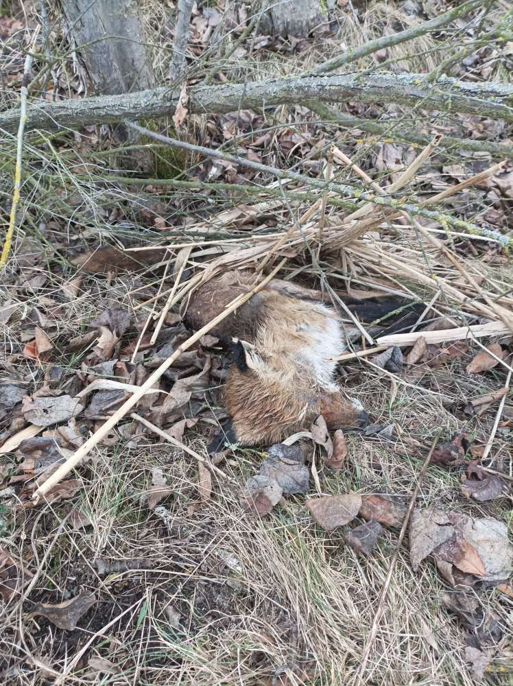 Giftköder-Toter Fuchs am Großstolpener See-Profilbild