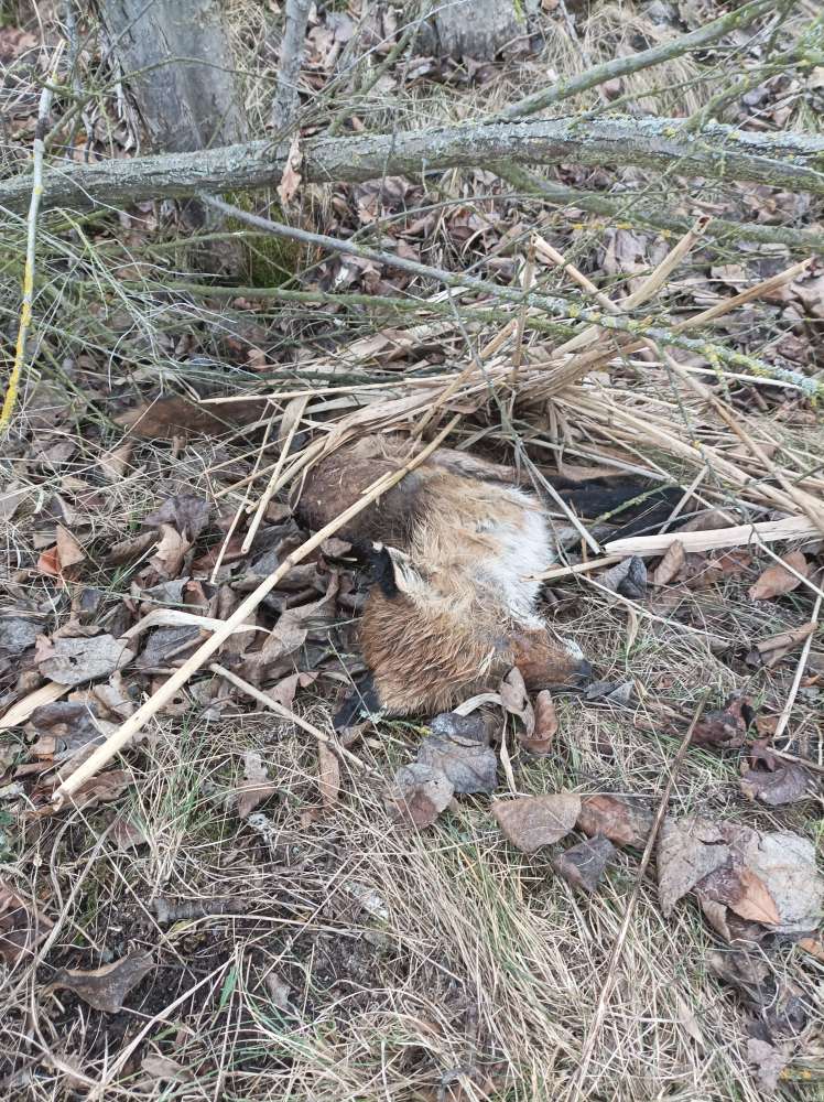 Giftköder-Toter Fuchs am Großstolpener See-Profilbild