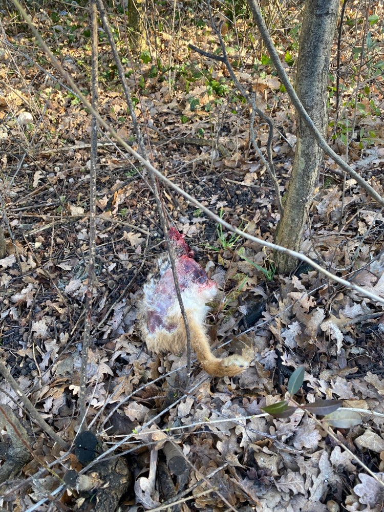 Giftköder-Fuchs Pfote-Profilbild