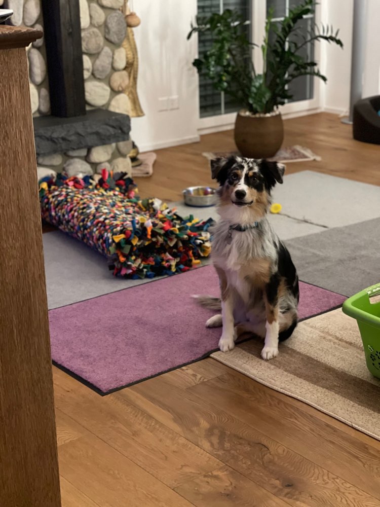 Hundetreffen-Spiel und Toberunde rund um Weinfelden-Profilbild