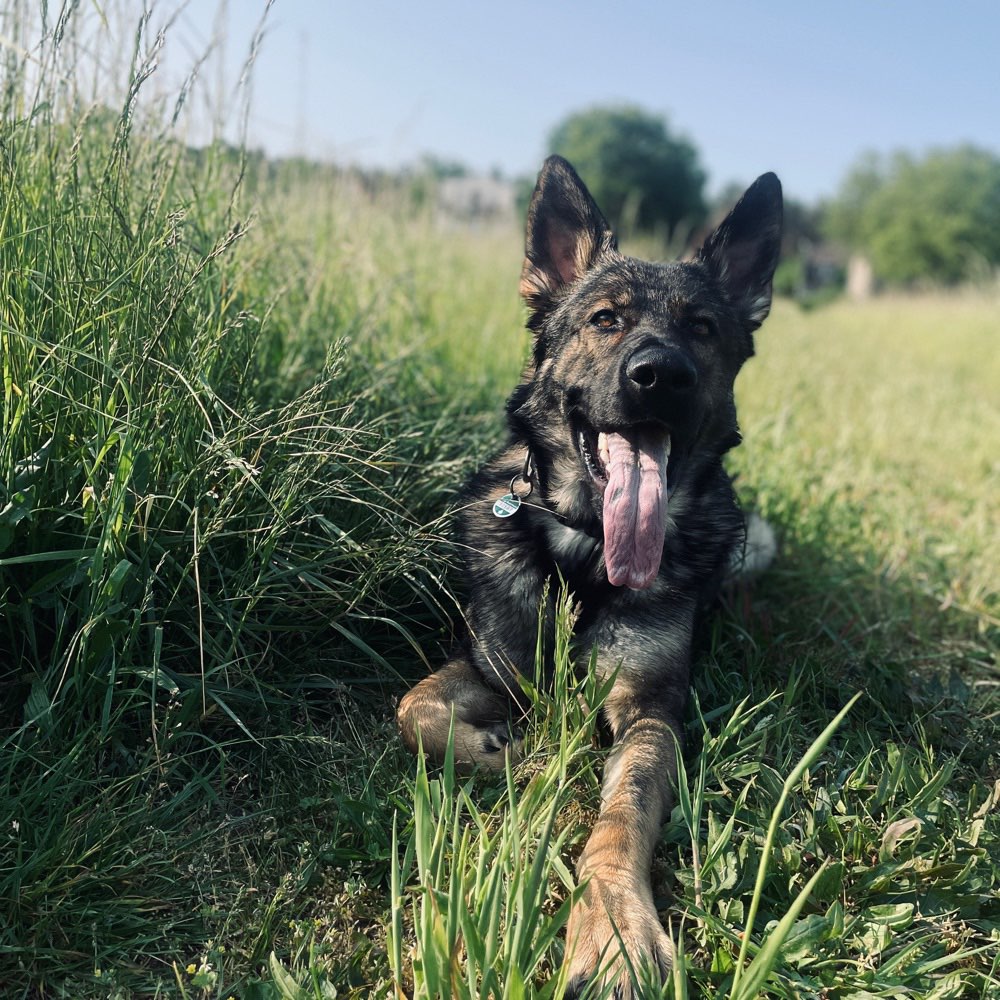 Hundetreffen-Spaziergang (Groß Hund)-Profilbild