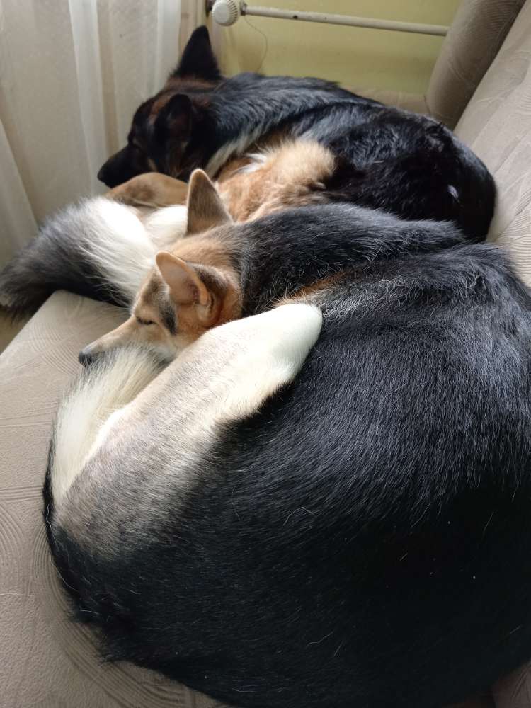 Hundetreffen-Meine Maya sucht ein Freund für Babys machen 💘-Profilbild
