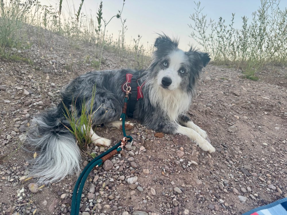 Hundetreffen-Gassi und Spielhundekumpel gesucht :)-Profilbild