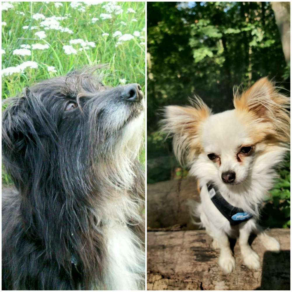 Hundetreffen-Chihuahua/Kleinhunde-Profilbild