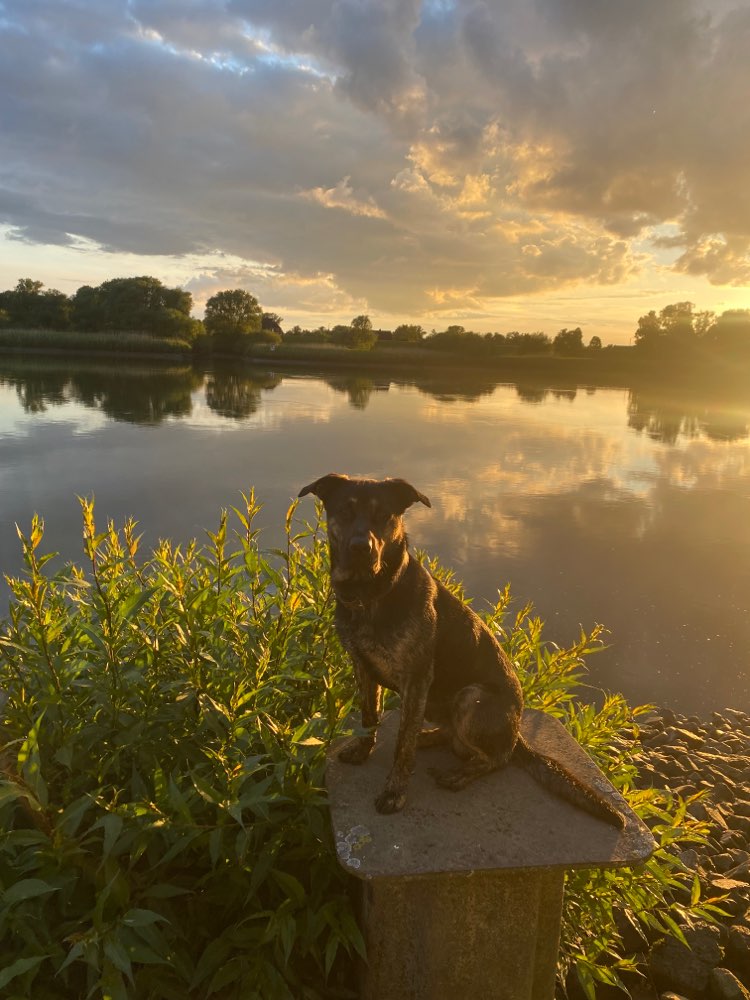 Hundetreffen-Freund/e zum spazieren und spielen gesucht:)-Profilbild