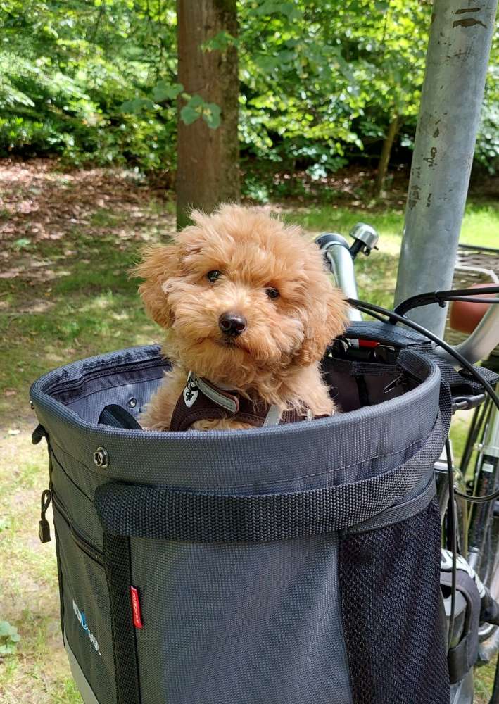 Hundetreffen-Kleine Spielgefährten gesucht-Profilbild