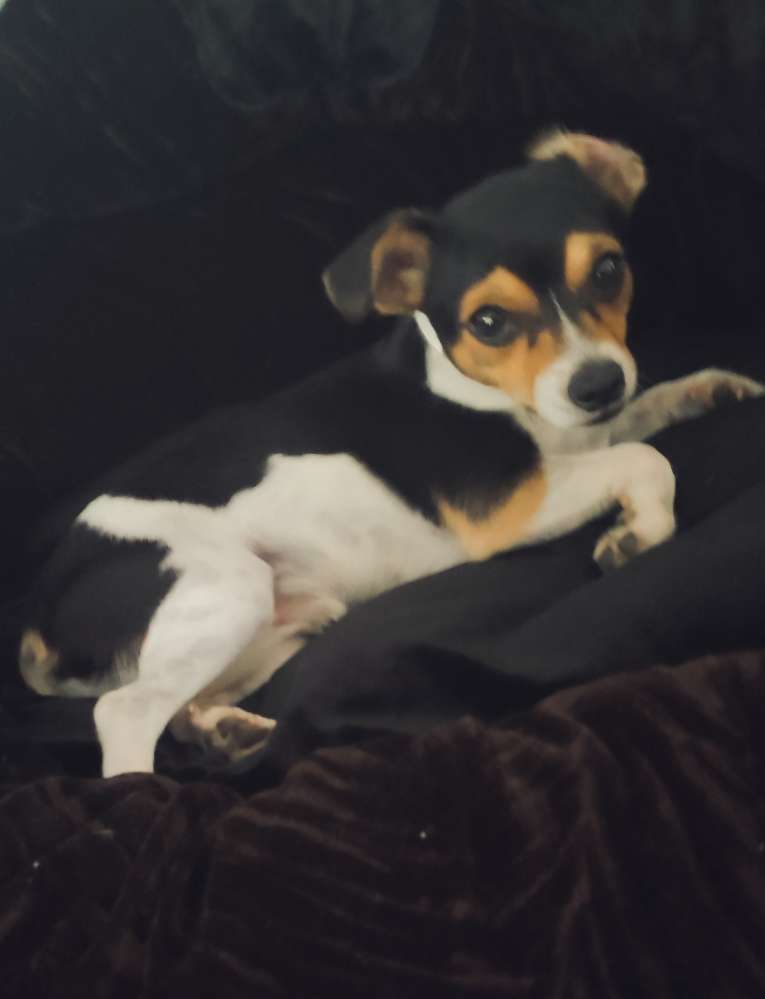 Hundetreffen-Gemeinsamer Spaziergang-Profilbild