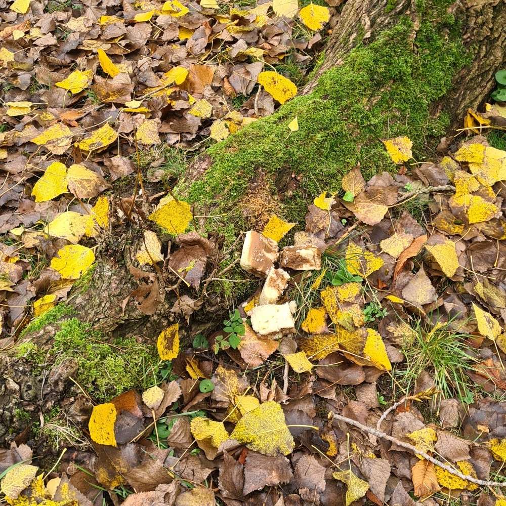 Giftköder-Kuchenstücken im Laub und an Wurzeln-Profilbild