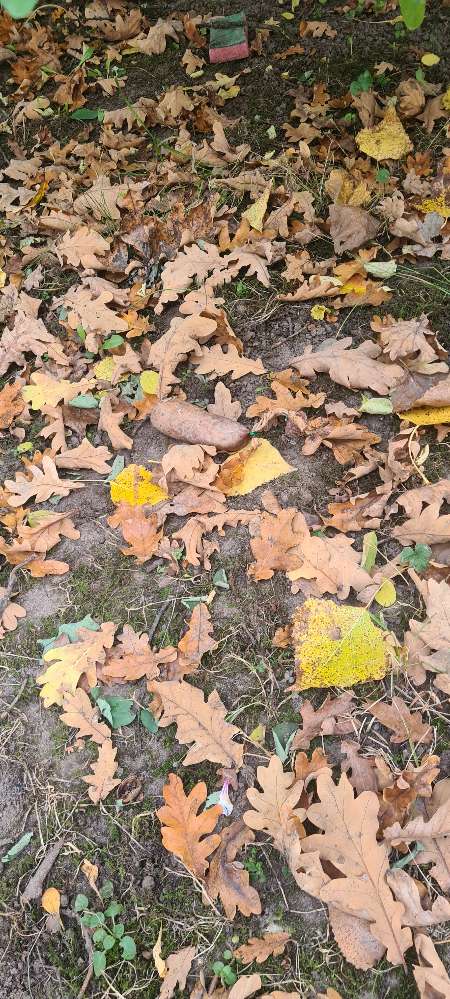 Giftköder-Wurst-Profilbild