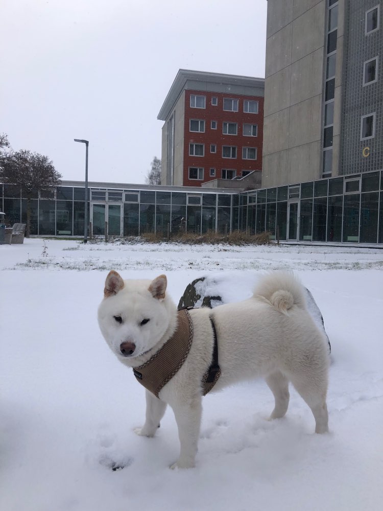 Hundetreffen-Gassibuddy zum spielen und toben gesucht.-Profilbild