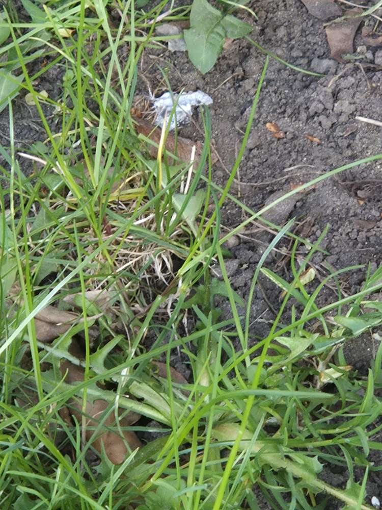 Giftköder-Gift im Busch-Profilbild