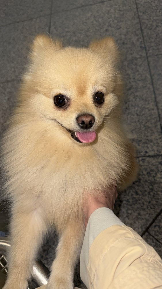 Hundetreffen-Kleine-Hunde-Treffen-Profilbild