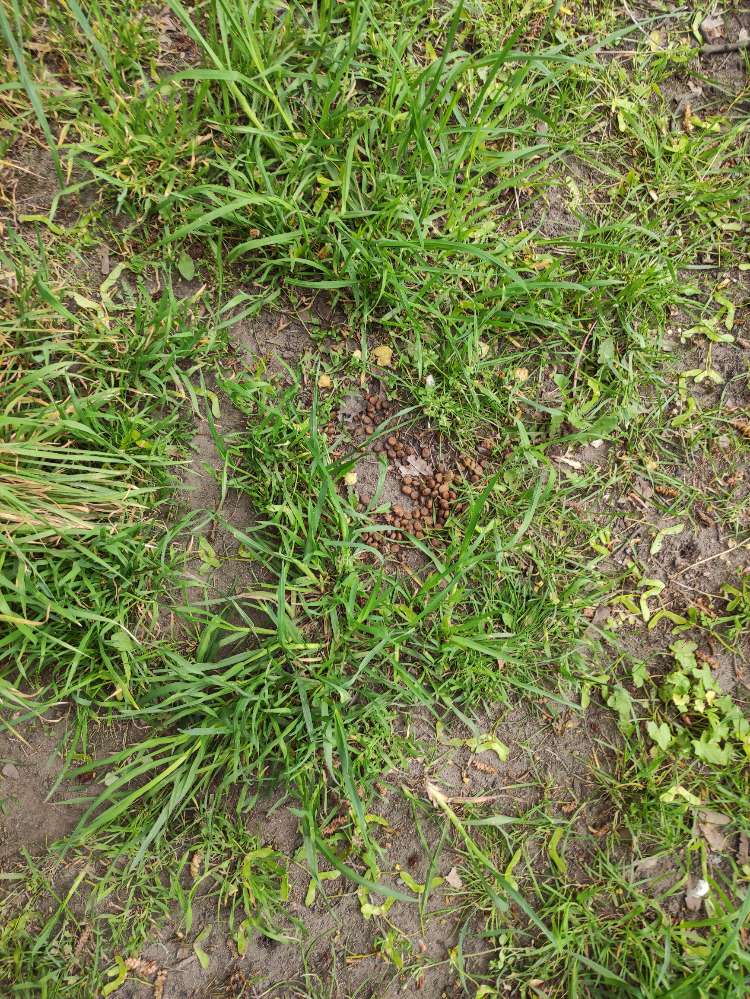 Giftköder-ausgelegtes Trockenfutter-Profilbild