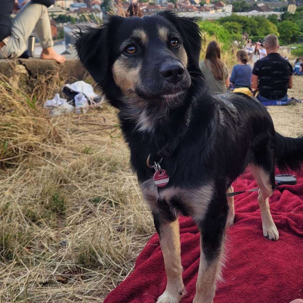 Hundetreffen-Gassirunden und Training-Profilbild