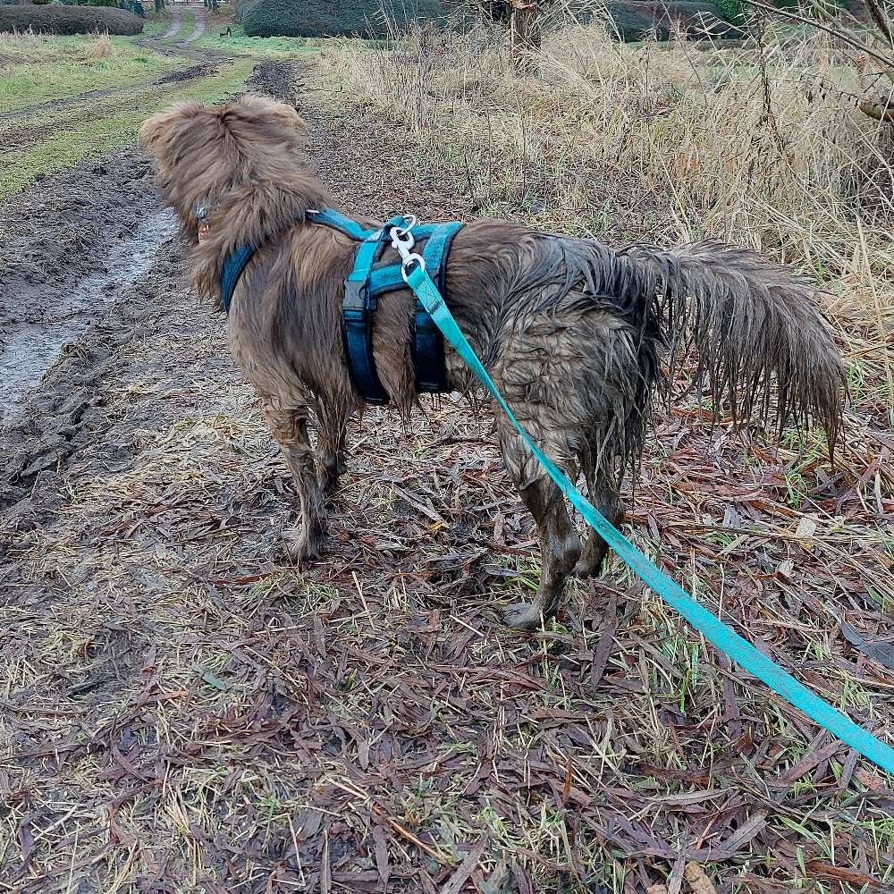 Hundetreffen-Walkies im Auwald-Profilbild
