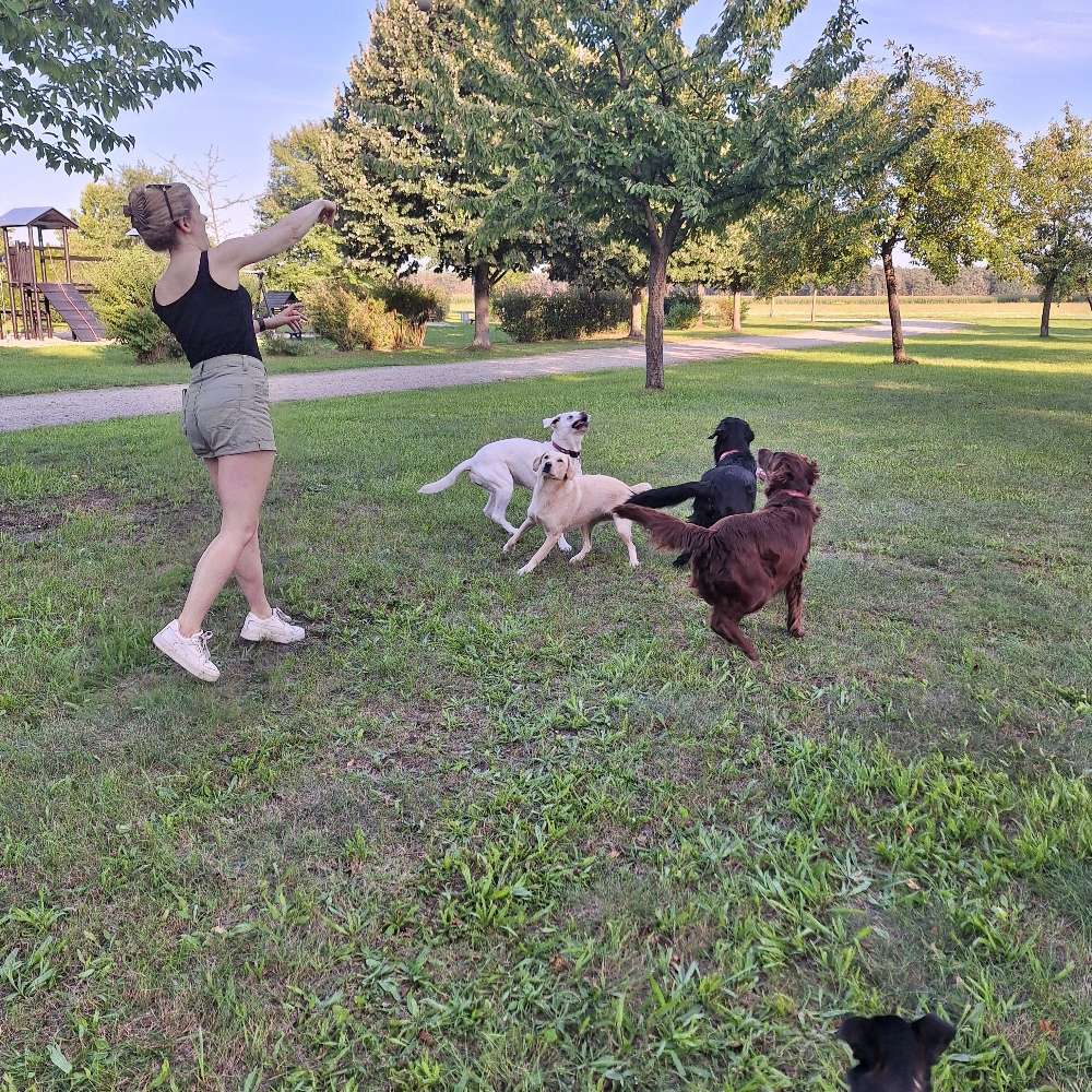 Hundetreffen-Gassirunde in Ruhland-Profilbild