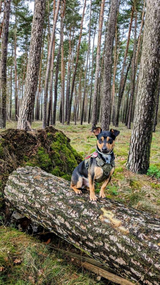 Hundetreffen-Suche Hundefreunde-Profilbild