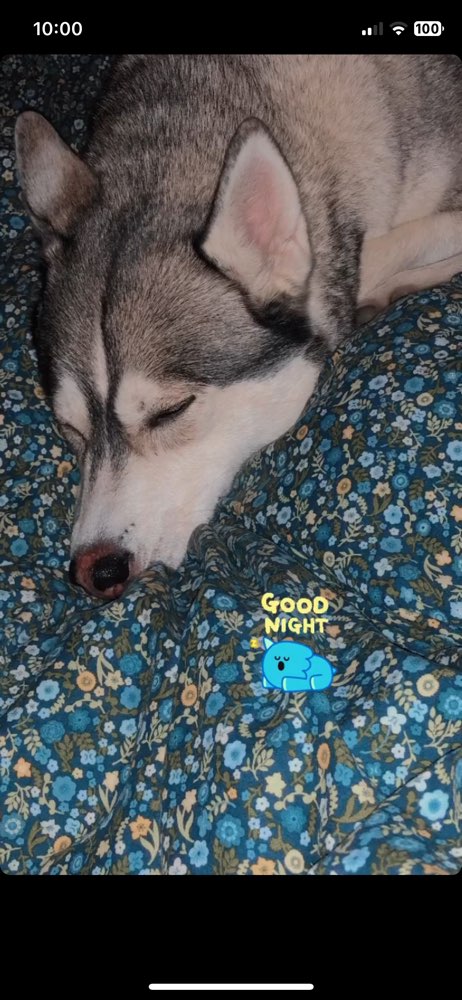 Hundetreffen-Gassi und spiel treffen / auch gesucht Husky treffen-Profilbild