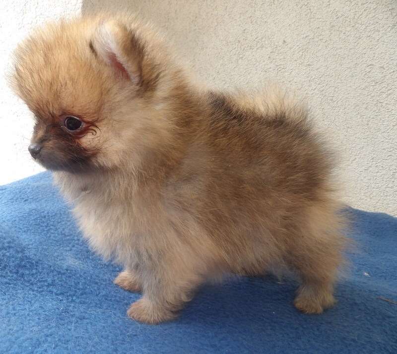 Hundetreffen-Welpentreff Volkspark Friedrichshain-Profilbild