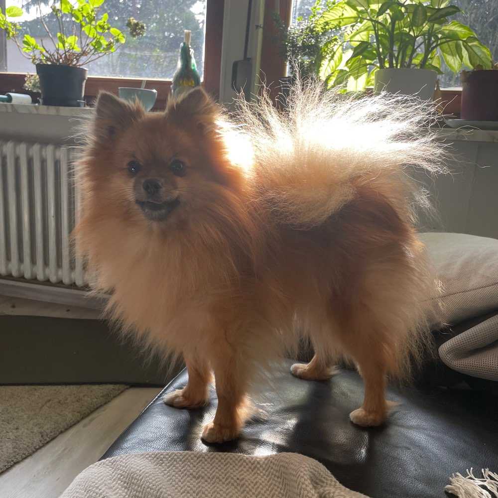 Hundetreffen-Spielgefährten gesucht-Profilbild