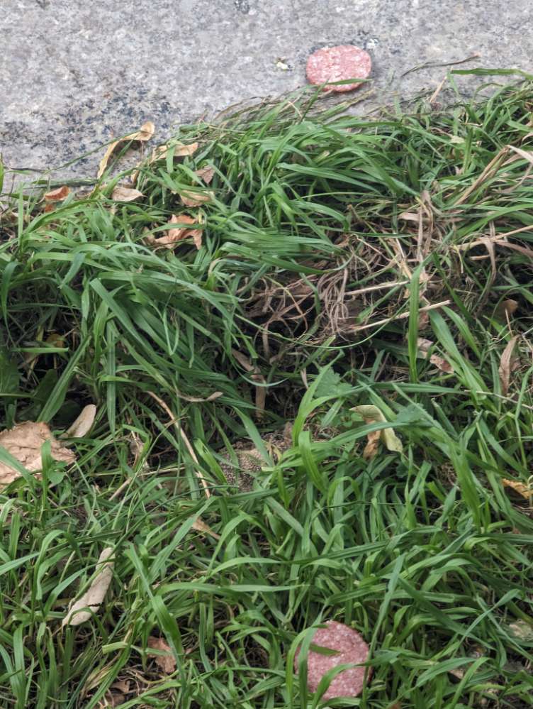 Giftköder-Herum liegende Salamischeiben-Profilbild