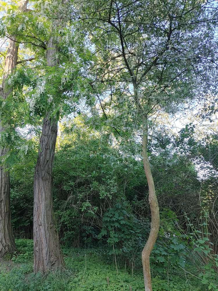 Giftköder-Eichenprozessionsspinner-Profilbild