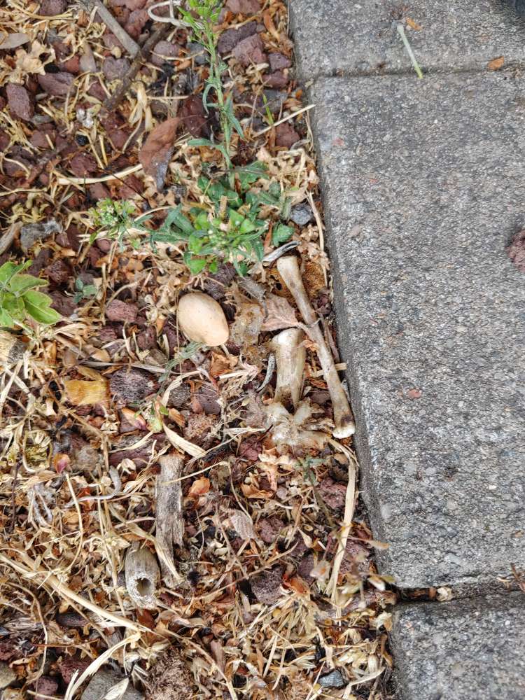 Giftköder-Hühnerknochen-Profilbild