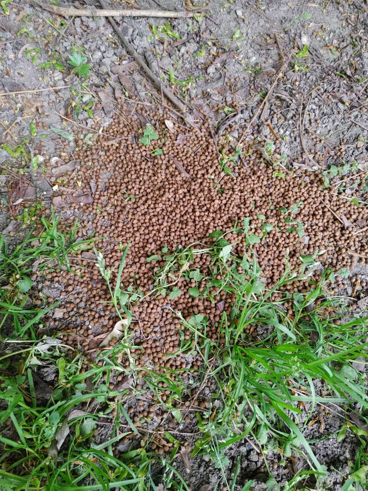 Giftköder-Seltsamer Haufen im am Wegesrand-Profilbild