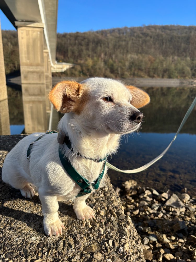 Hundetreffen-Kleine Hundefreunde gesucht-Profilbild