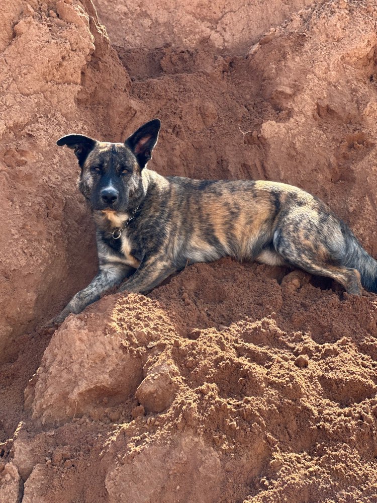 Hundetreffen-Auf der Suche nach Spielpartner und gemeinsames Gassi gehen-Profilbild