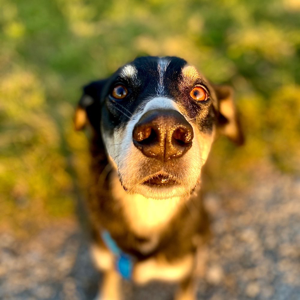 Hundetreffen-Spielen und laufen 🐶-Profilbild