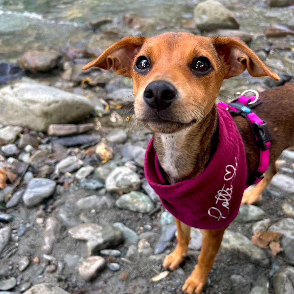 Hundetreffen-Hunde kennenlernen /Welpentreffen-Profilbild