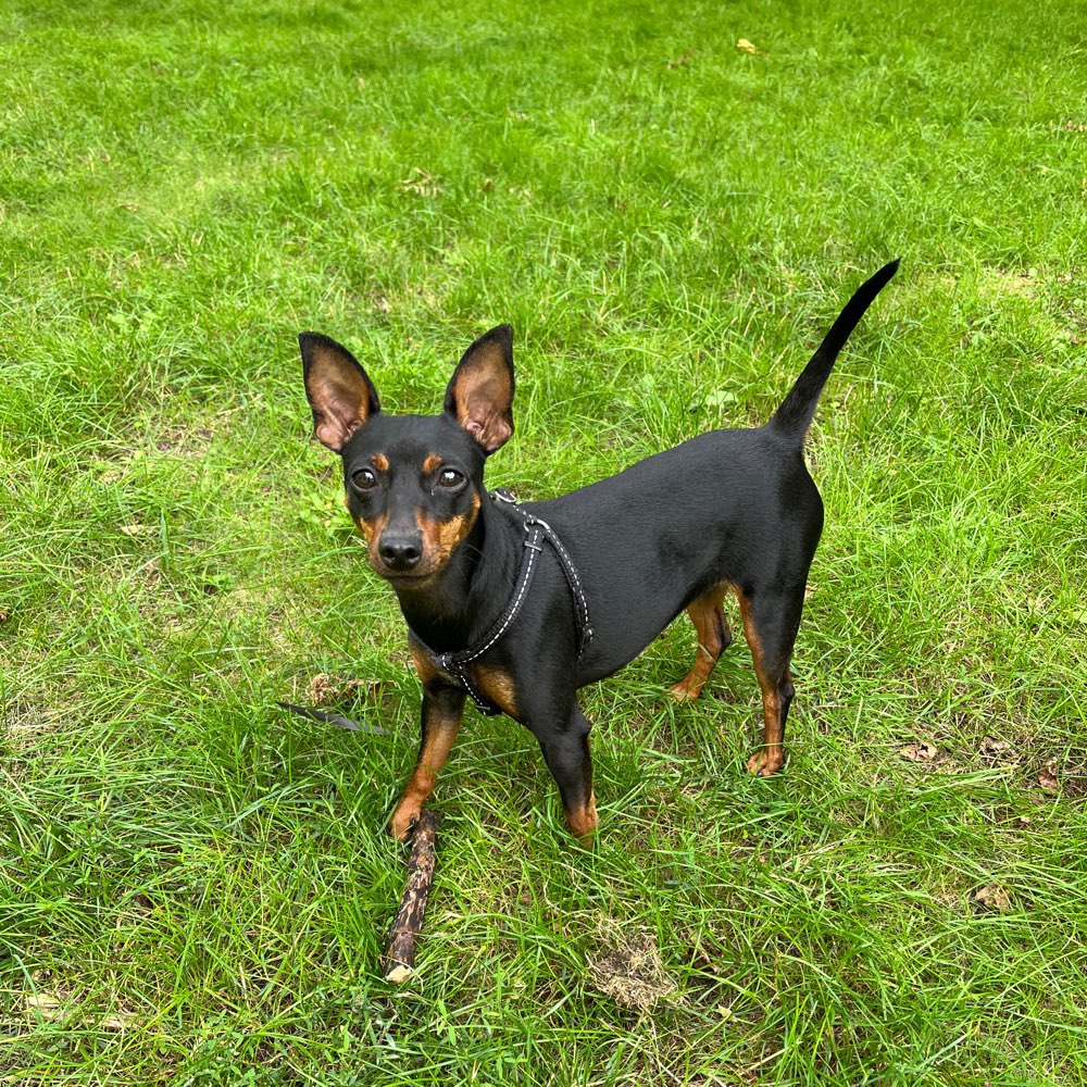 Hundetreffen-Gassirunde-Profilbild