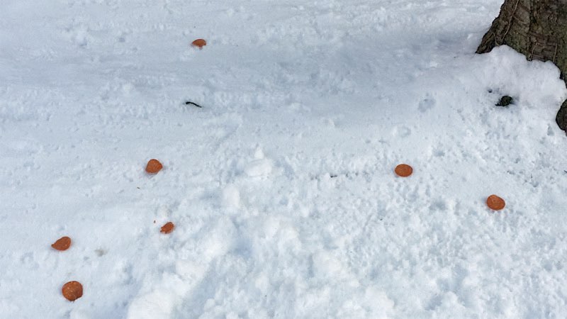 Giftköder-Giftköder-Profilbild