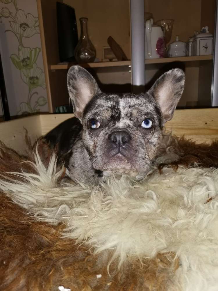 Hundetreffen-Gemeinsam gassi gehen-Profilbild