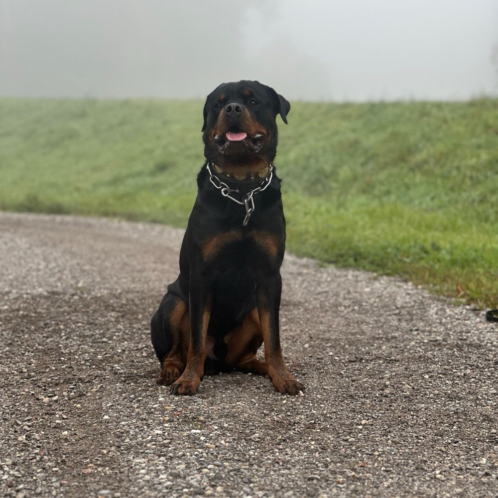 Hundetreffen-Freundschaften knüpfen-Profilbild