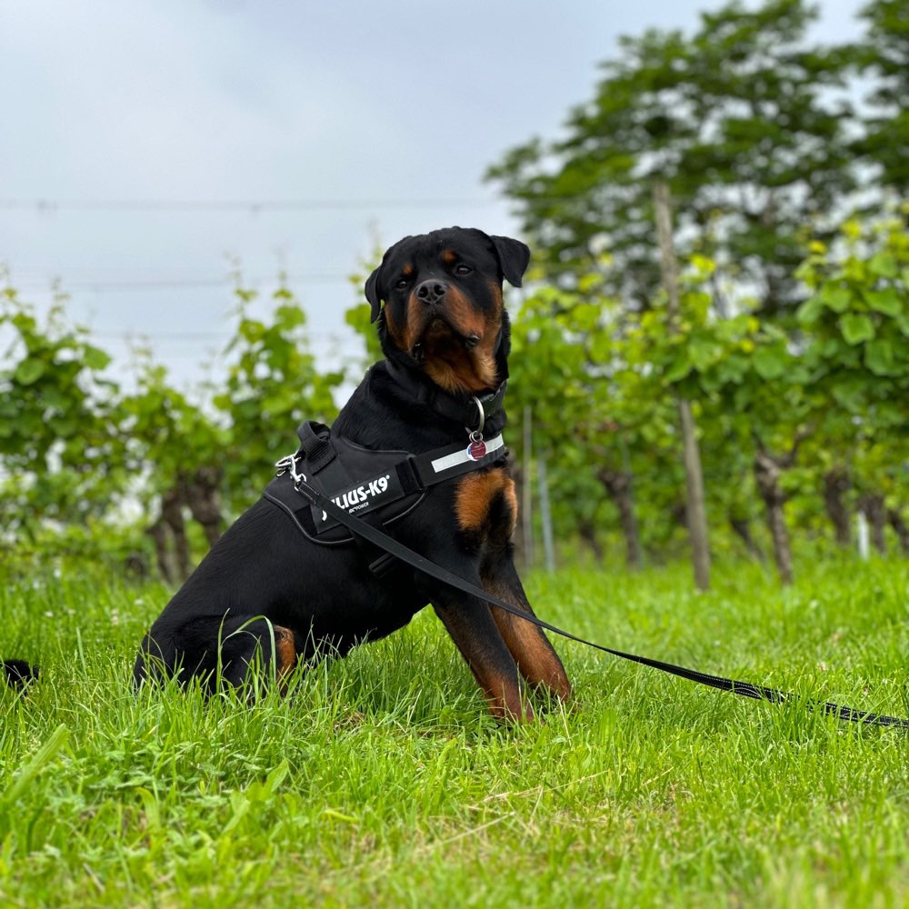 Hundetreffen-Freundschaften knüpfen-Profilbild